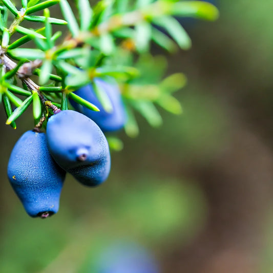 Top 7 Substitutes for Juniper Berries for Your Favorite Dishes