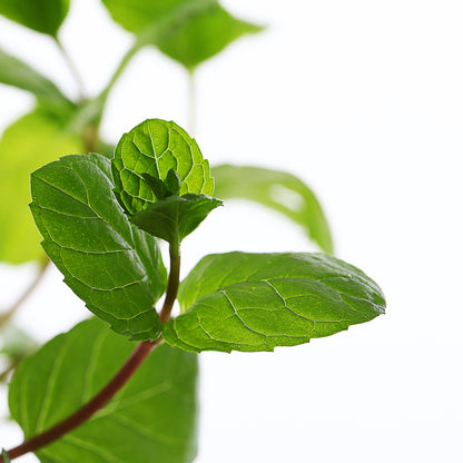 Basil | Sweet Basil | Ocimum Basilicum