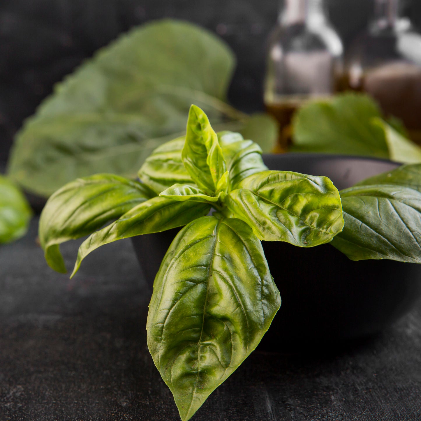 Basil | Sweet Basil | Ocimum Basilicum