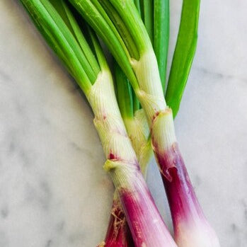 Scallions / Spring Onions